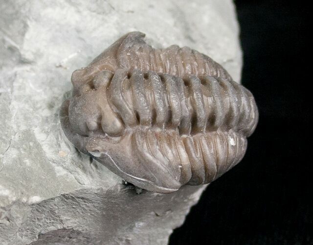 Flexicalymene Trilobite from Ohio - D #5911